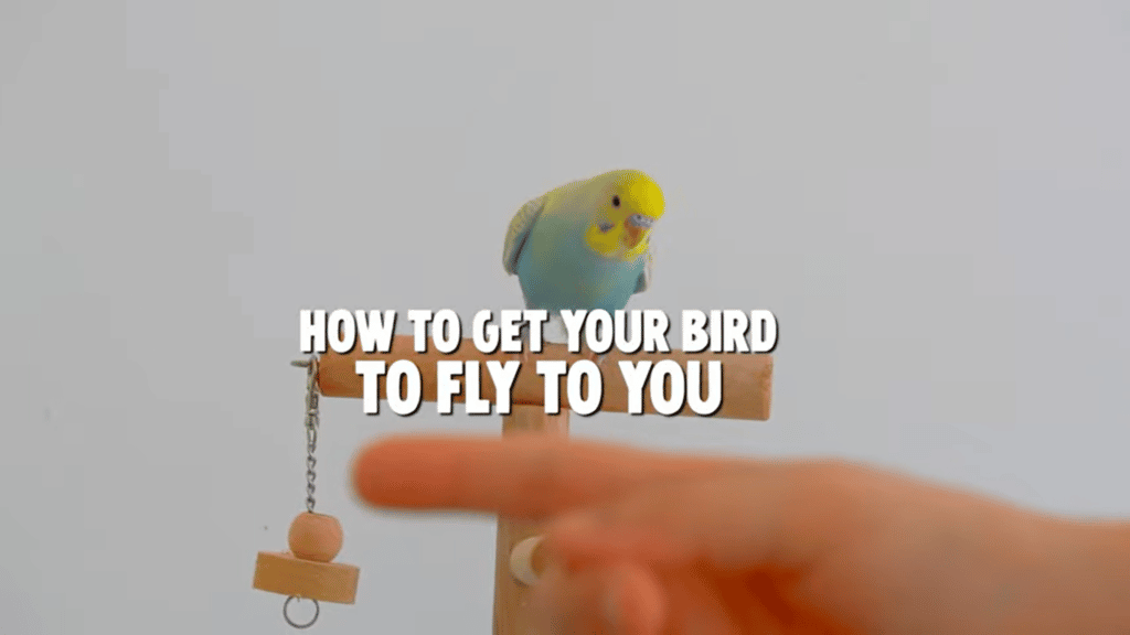 How To Tell The Sex Of A Budgie 5 Ways 6462